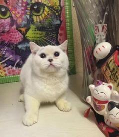 郑州爆料猫咪事件视频,爱心救助引发网友热议 第3张 郑州爆料猫咪事件视频,爱心救助引发网友热议 第3张